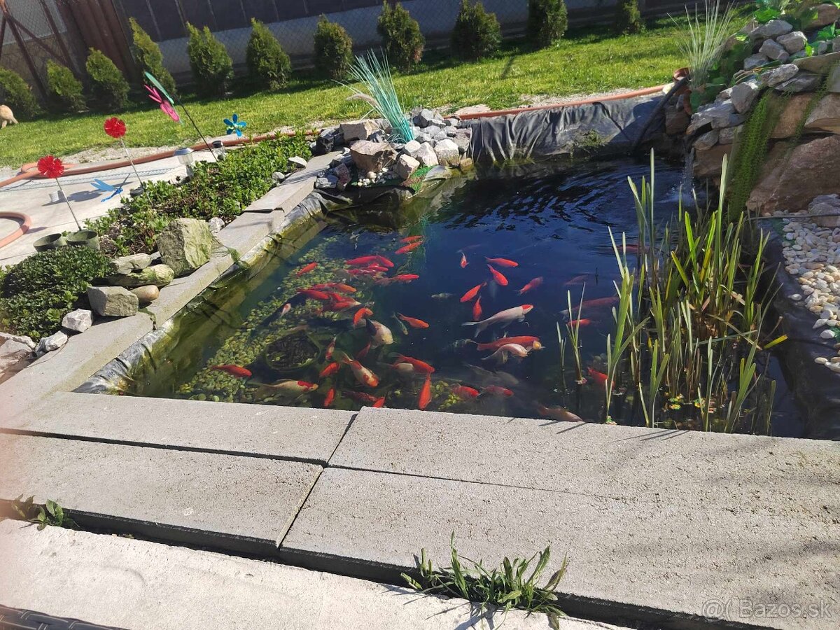 Jazierkove ryby - 5