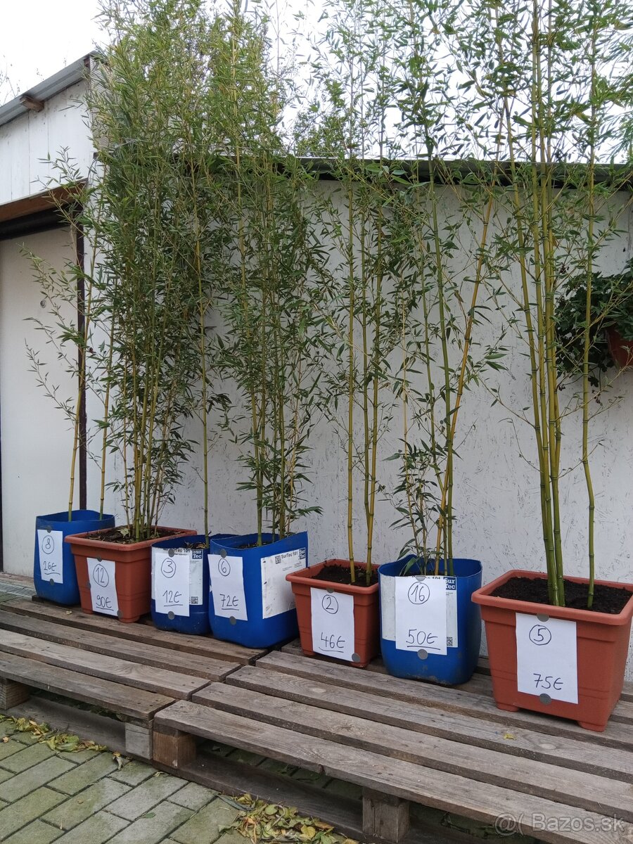 Mrazuvzdorny babus AUREA trs. - 5