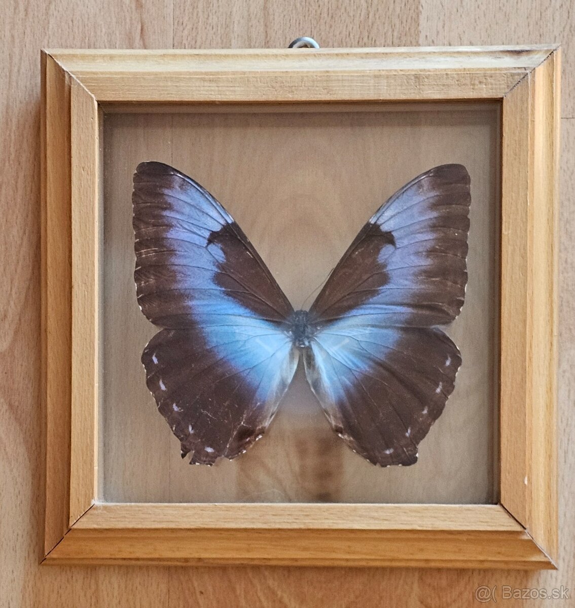 Zbierka motýľov v rámikoch - 5