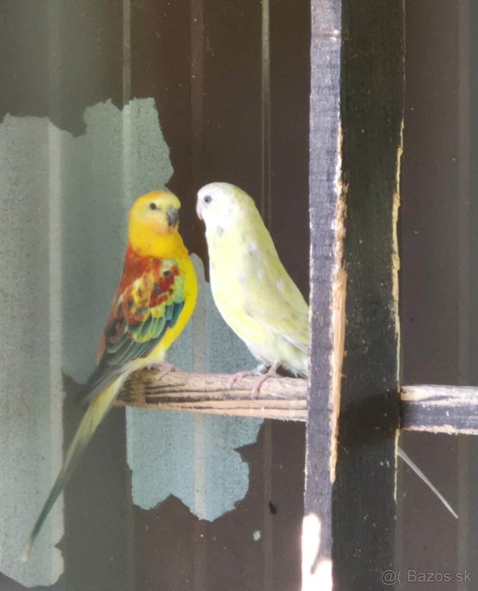 Predám chovný pár papagáj spevavý - rubín - 5