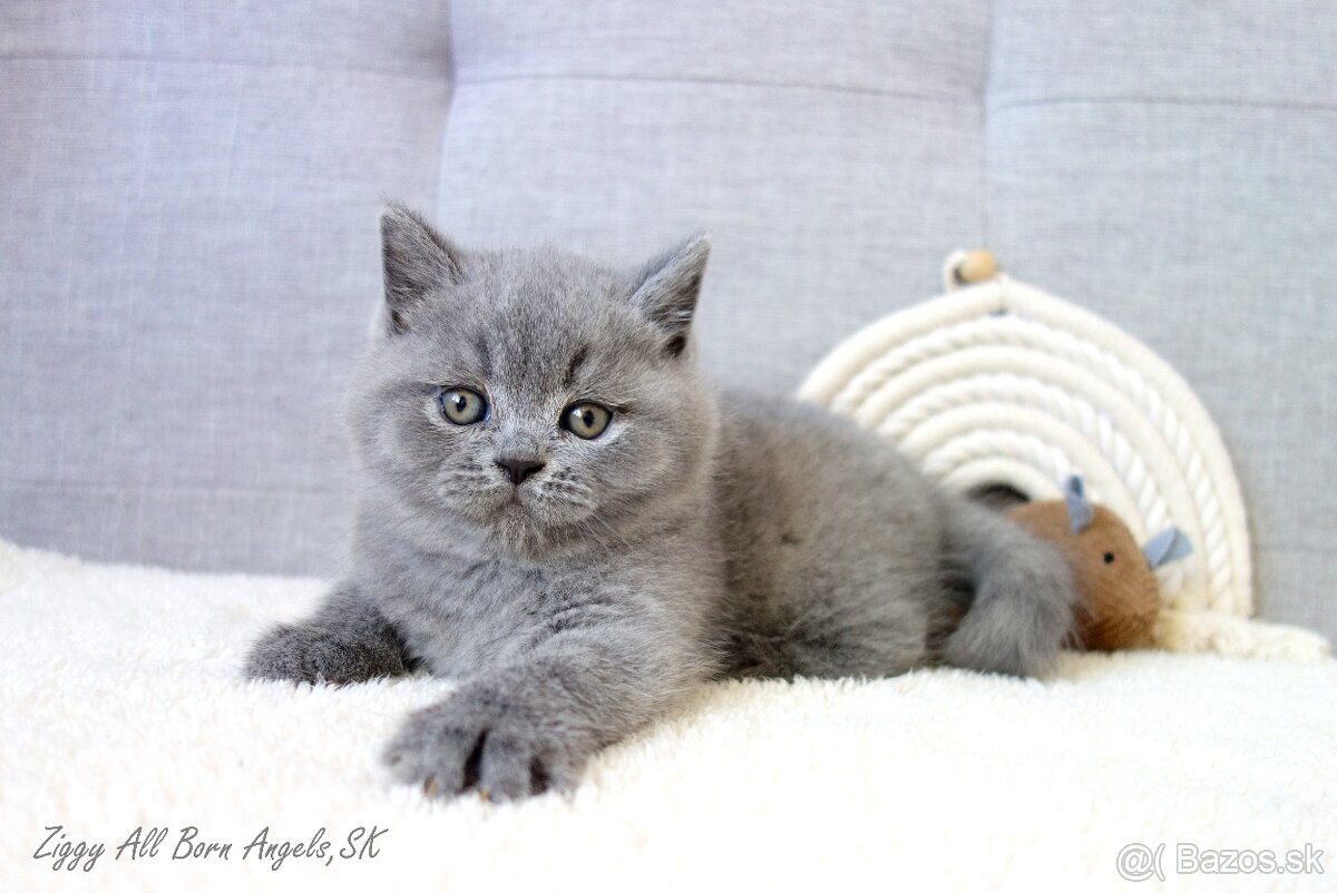 Britské mačiatka s PP ♥ - 5