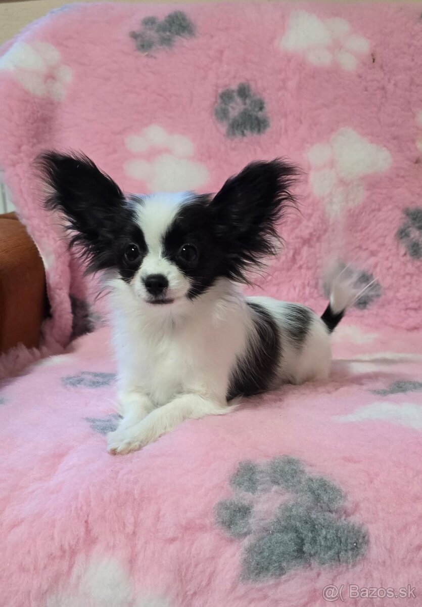 Papillon šteniatko s PP - 5