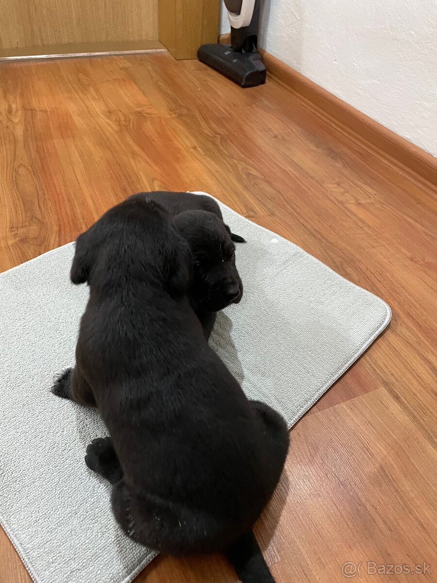 šteniatka od weimara - 5