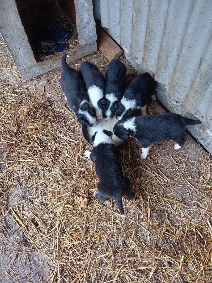 Šteniatka – krížence border kólie, pripravené ihneď k odberu - 5