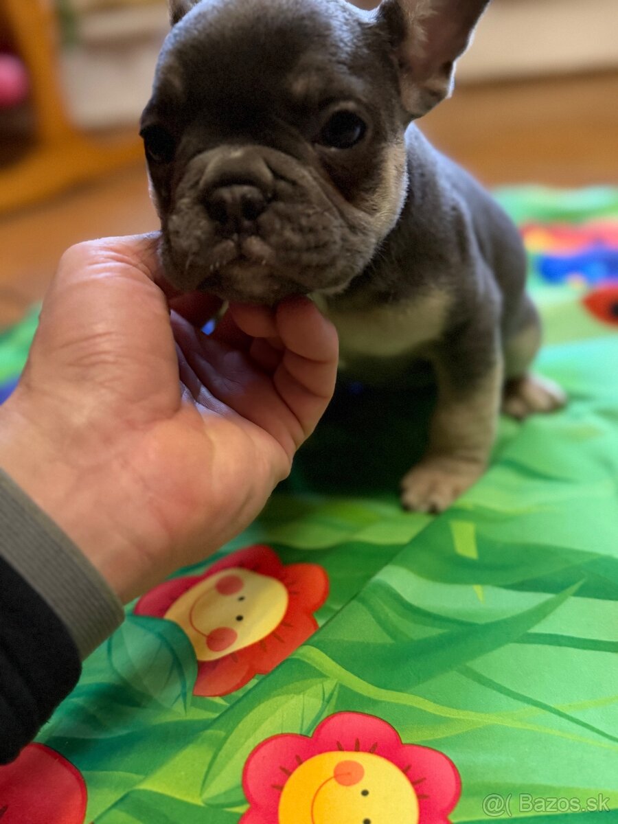 Francúzsky buldocek Modry - 5