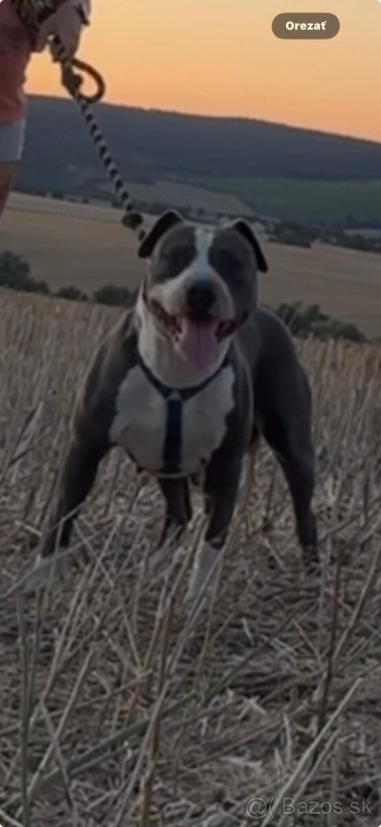 Americky stafordširsky terier - 5