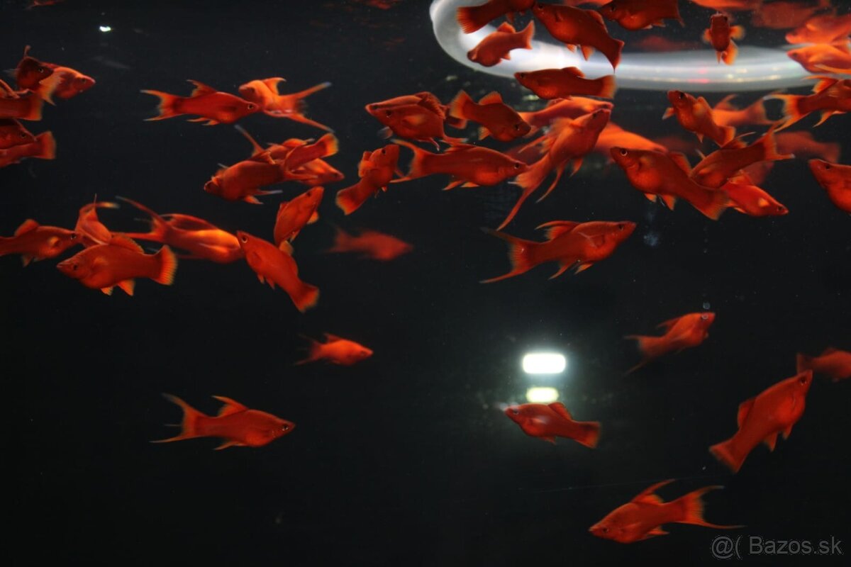 ⛔️Xiphophorus Helleri Red Ruby⛔️ - 5