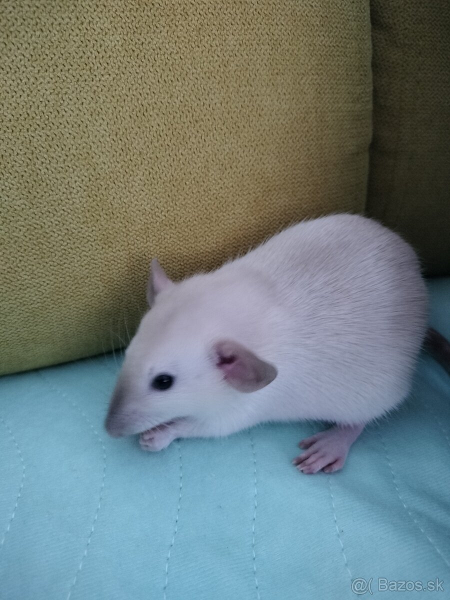 Klietka s dvomi potkaníkmi - 5