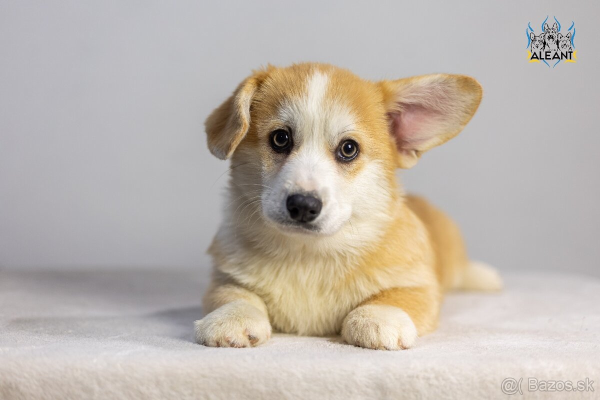 Welsh Corgi Pembroke, psík n/b - 5
