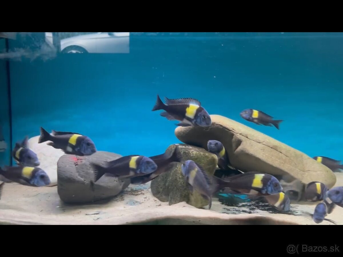 Africké cichlidy, rôzne druhy - 5