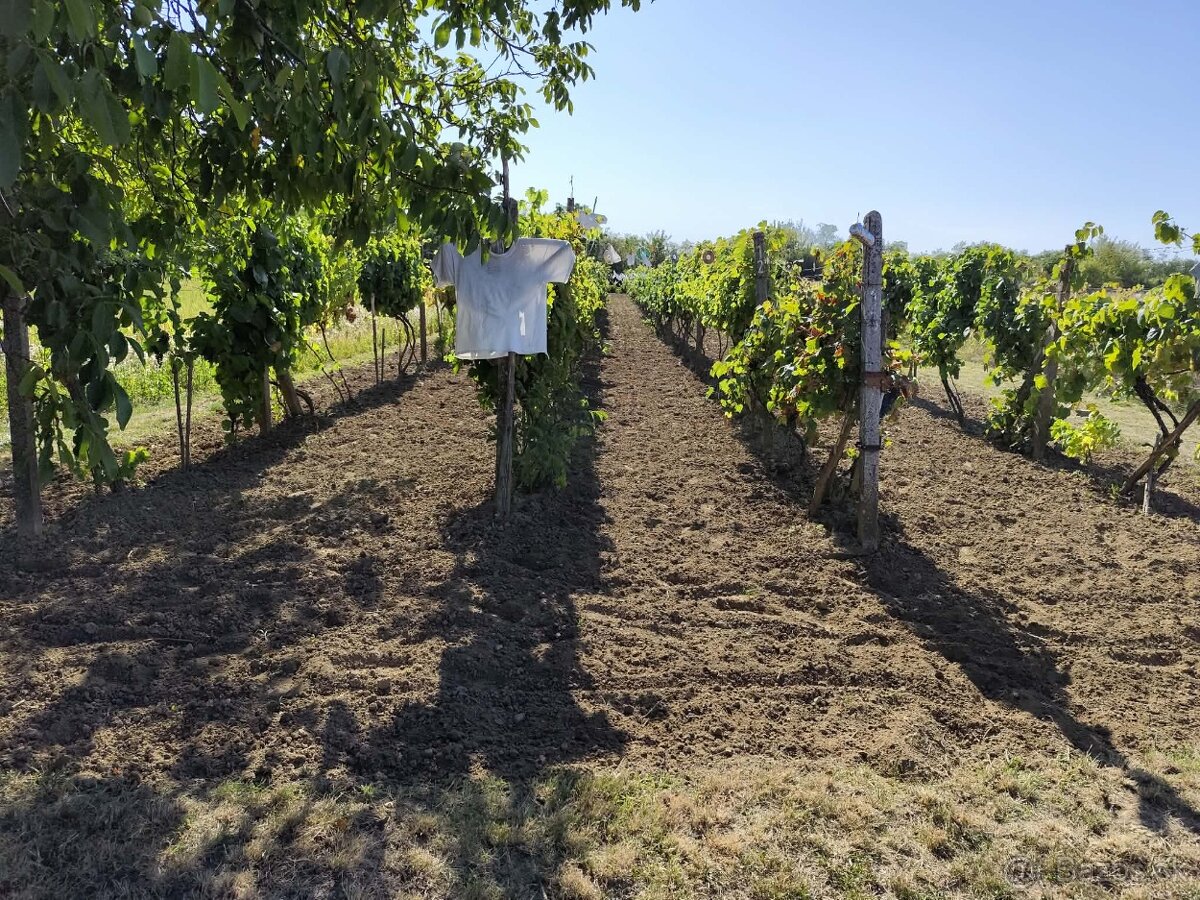 Vinica do užívania - 5