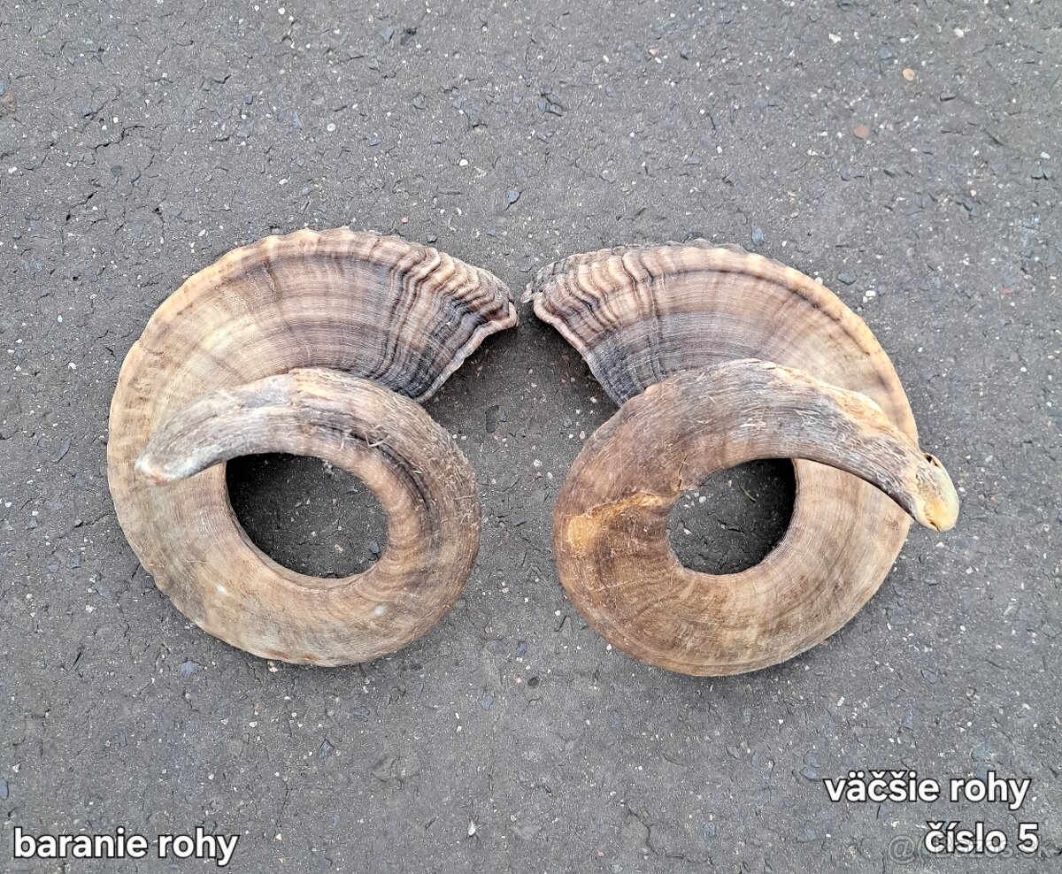 Trofeje, rohy 25-70cm - 5