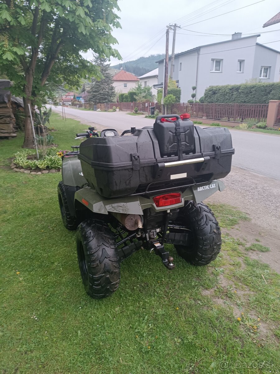 Arctic cat
