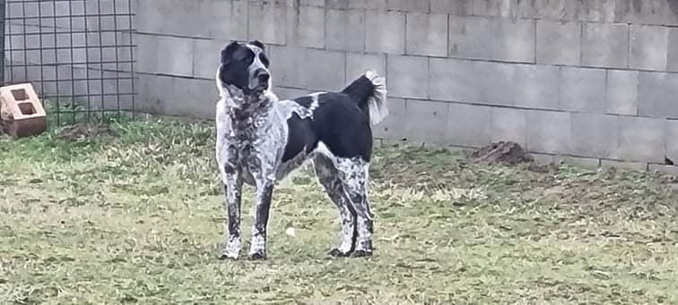 Stredoázijský ovčiak - šteniatka s PP - 5