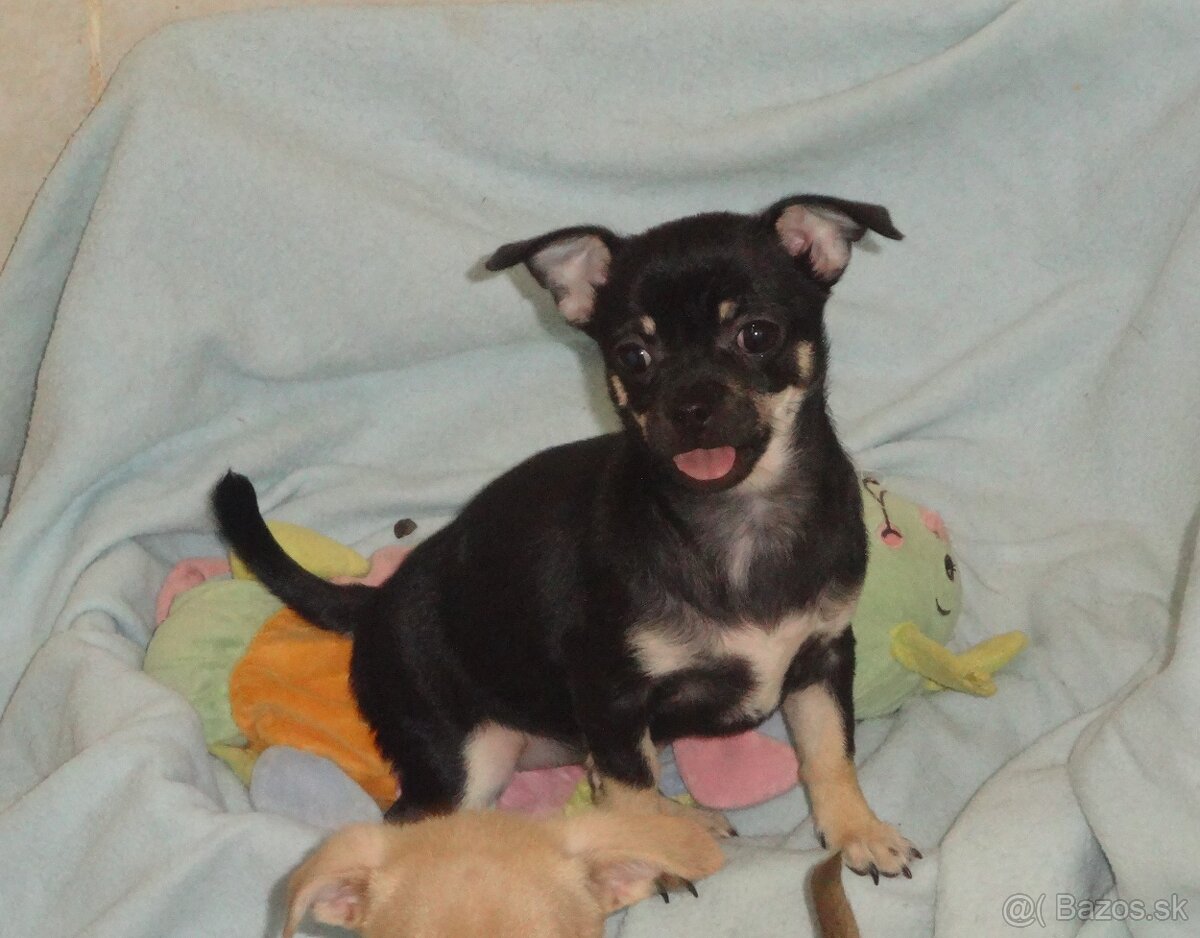 čivava krátkosrstá - 5