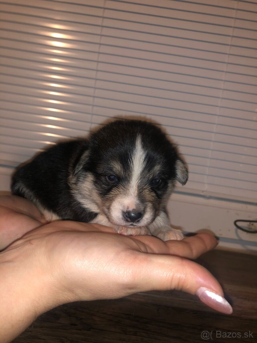 Welsh Corgi pembroke - 5