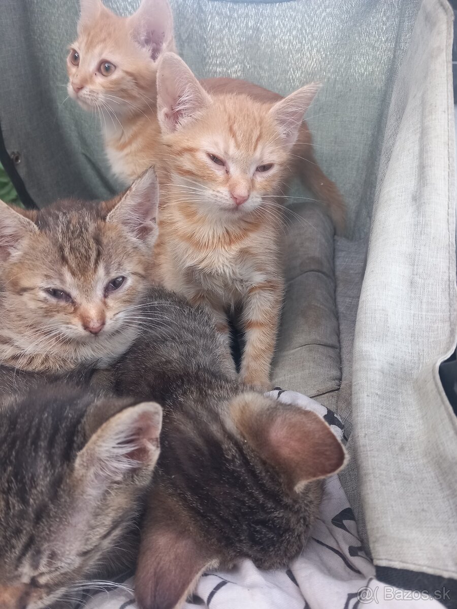 Darujem maciatka iba do dobrých rúk - 5