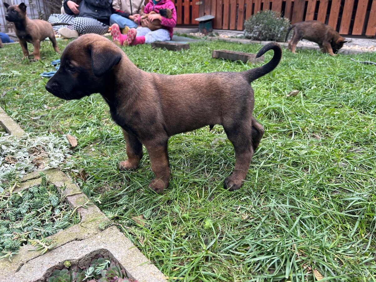 Belgický ovčiak - 5