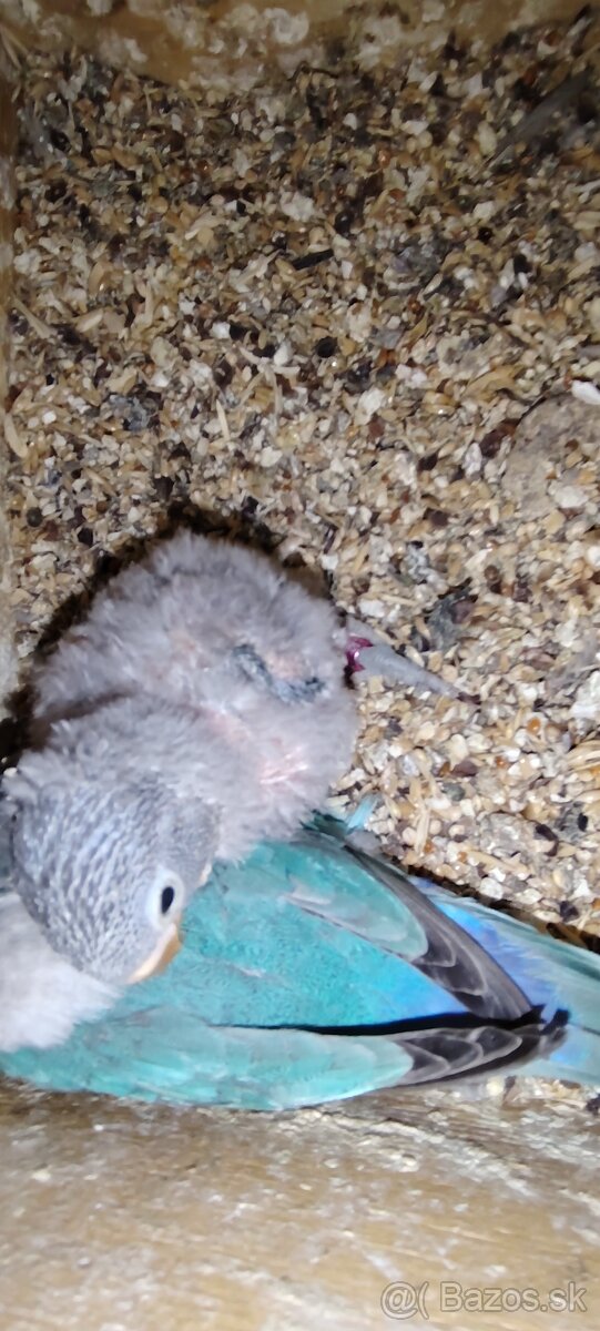 Agapornis škraboskovy - 5