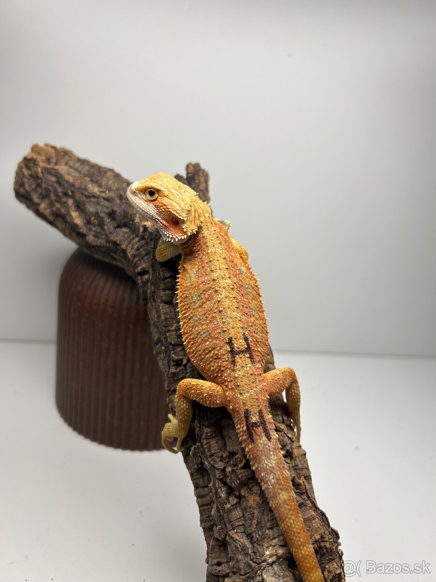 Agama bradatá - samice - 5