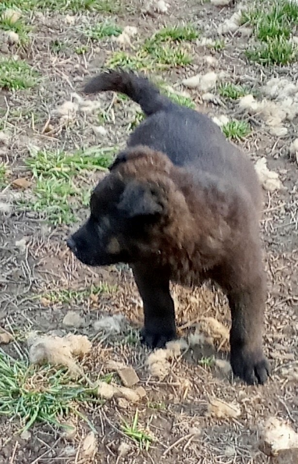 Darujem šteniatka - 5