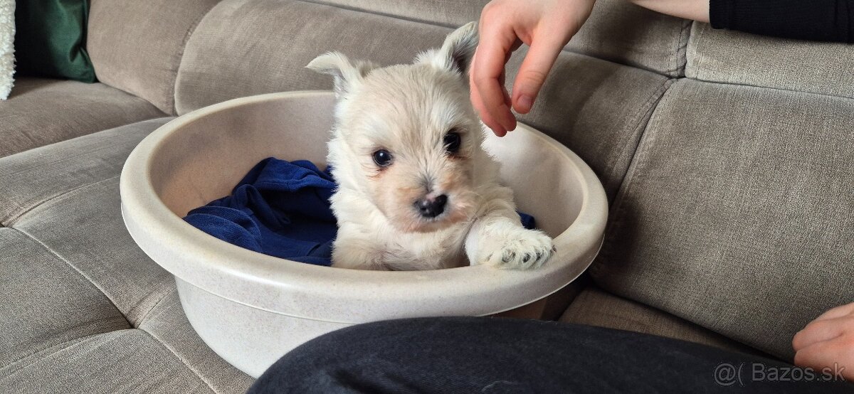 Predam Westika fenku - 5