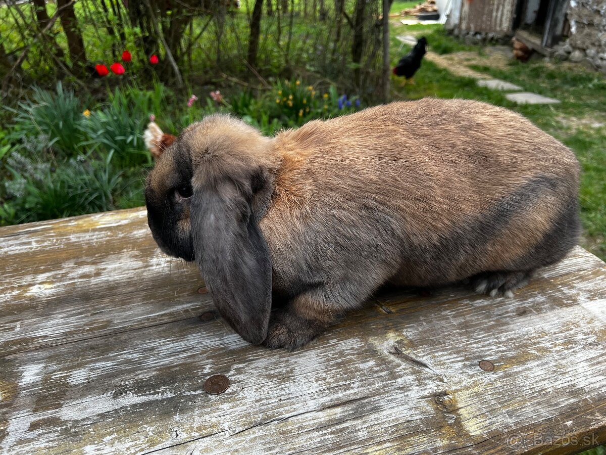 Francuzsky baran - 5