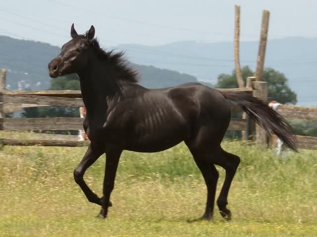 Appaloosa kobylka - 5