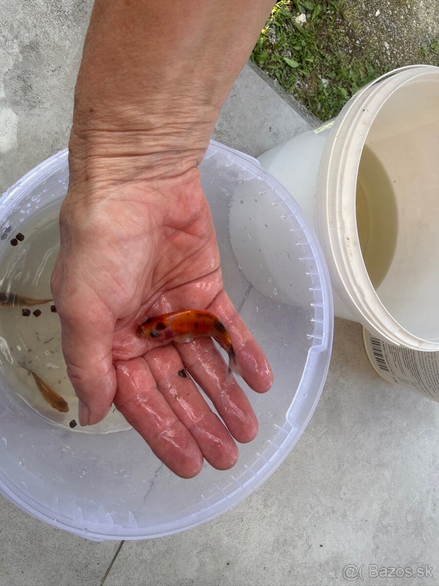 Karasy, koi kapre - 5
