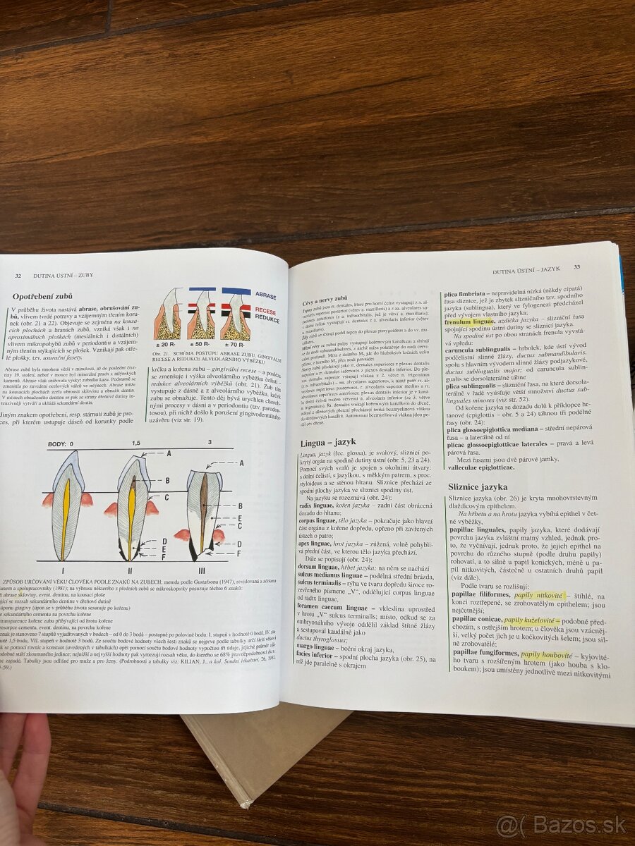 Anatomia Čihak 1,2,3 - 5