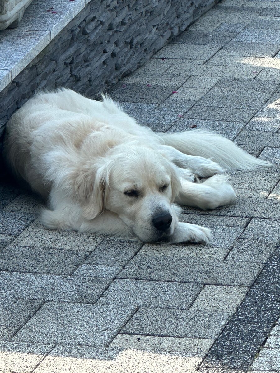 Zlatý retriever krytie - 5