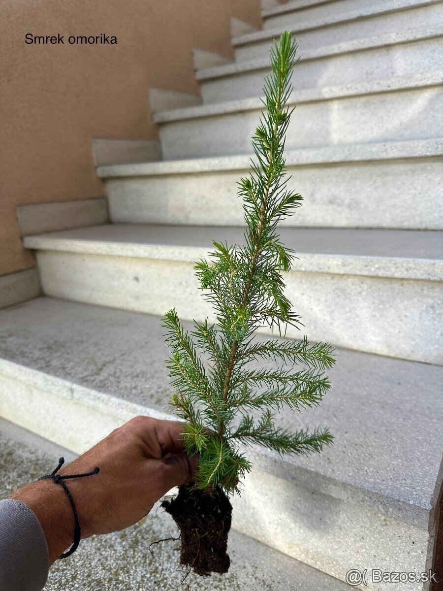 Sadenice drevín - 5