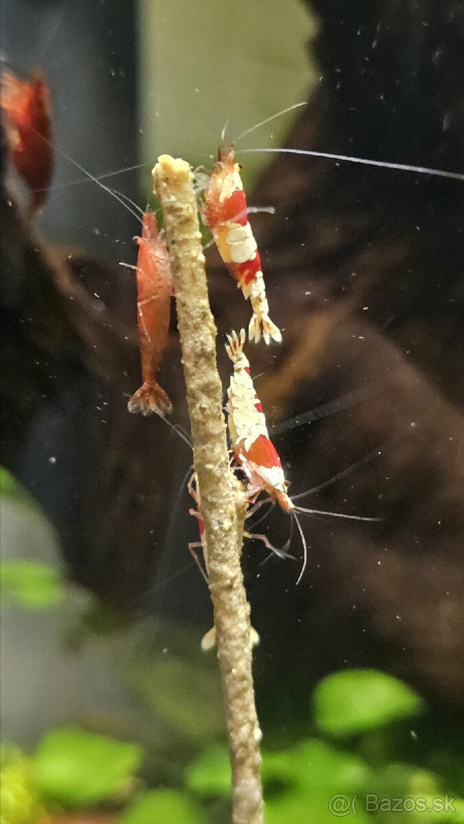Krevetky Caridina PRL (pure red line) - 5