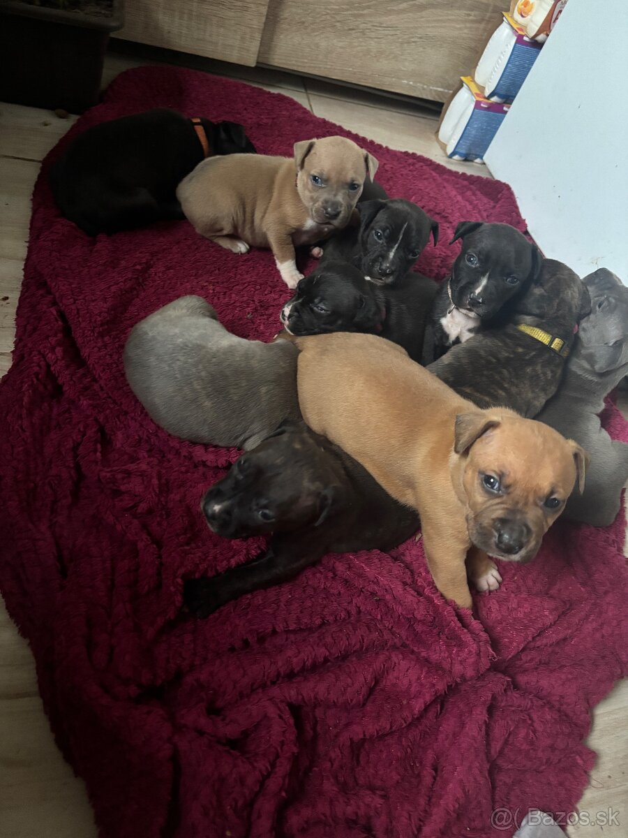 Americký stafordsirsky terier, Stafford, amstaf - 5