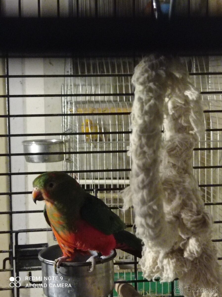 Papagáj kráľovský - 5