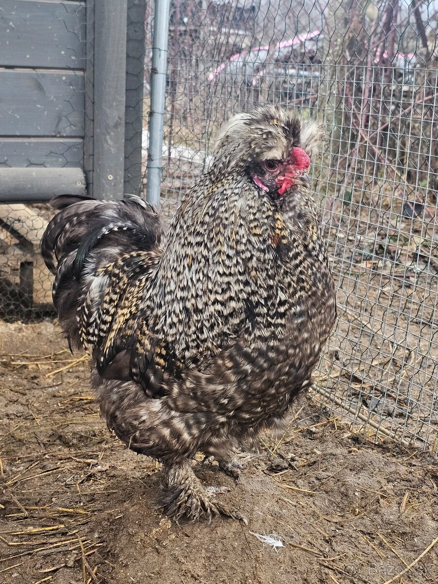 Hodvábničky kohútikovia - 5