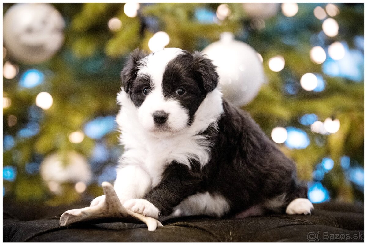 Border Collie Border Kolia s PP FCI - 5
