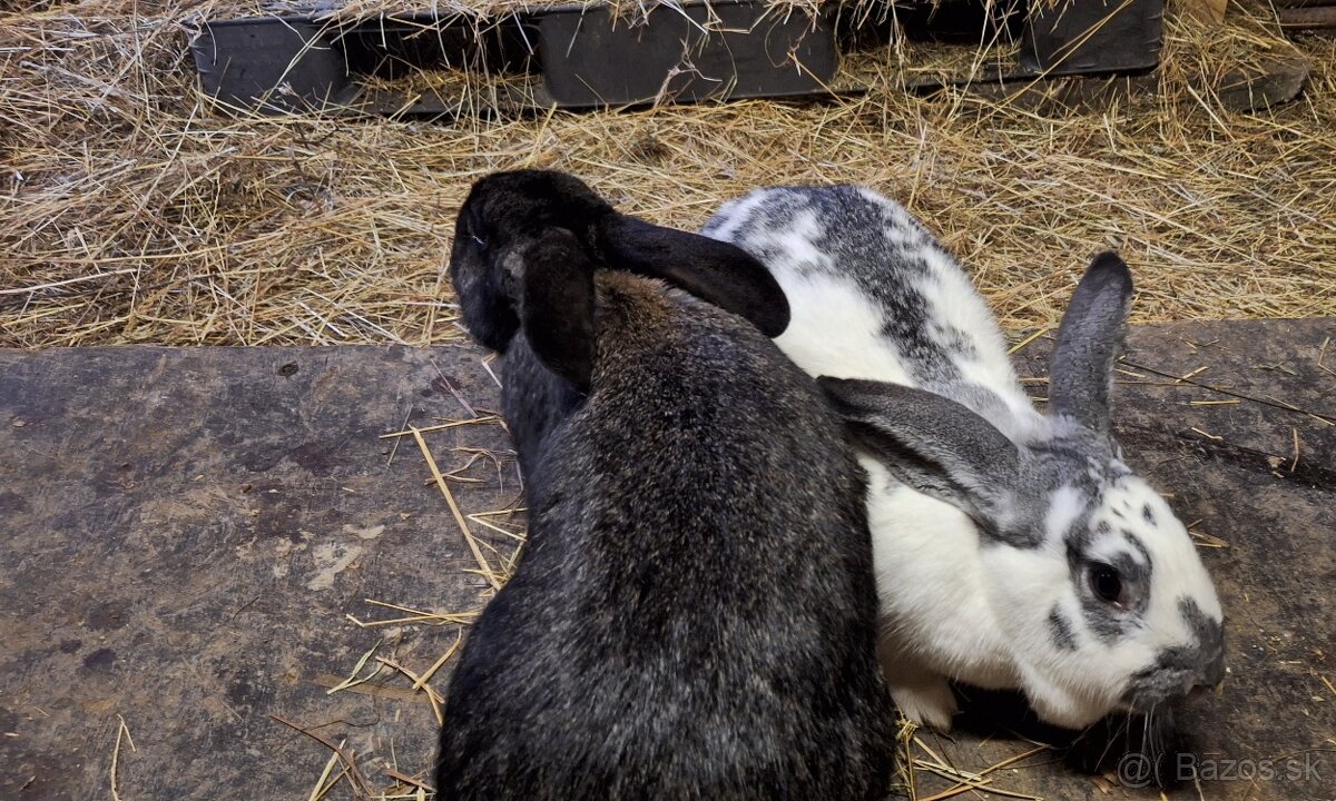 Predám samičky - 5