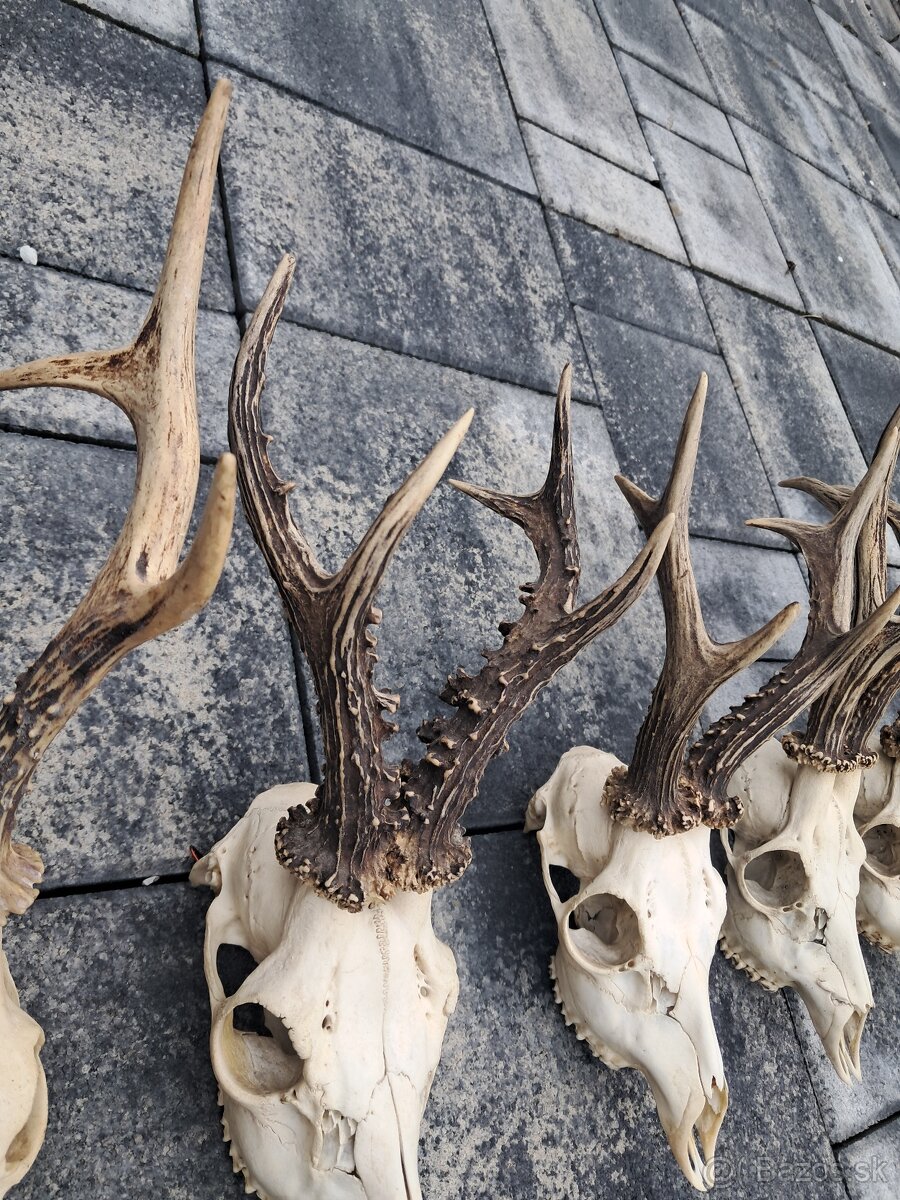 Parozie, trofej, parohy,trofeje - 5