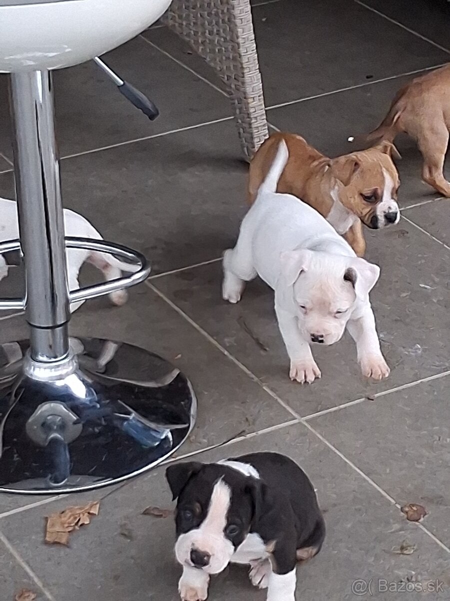 Americky stafordsirsky terier - 5