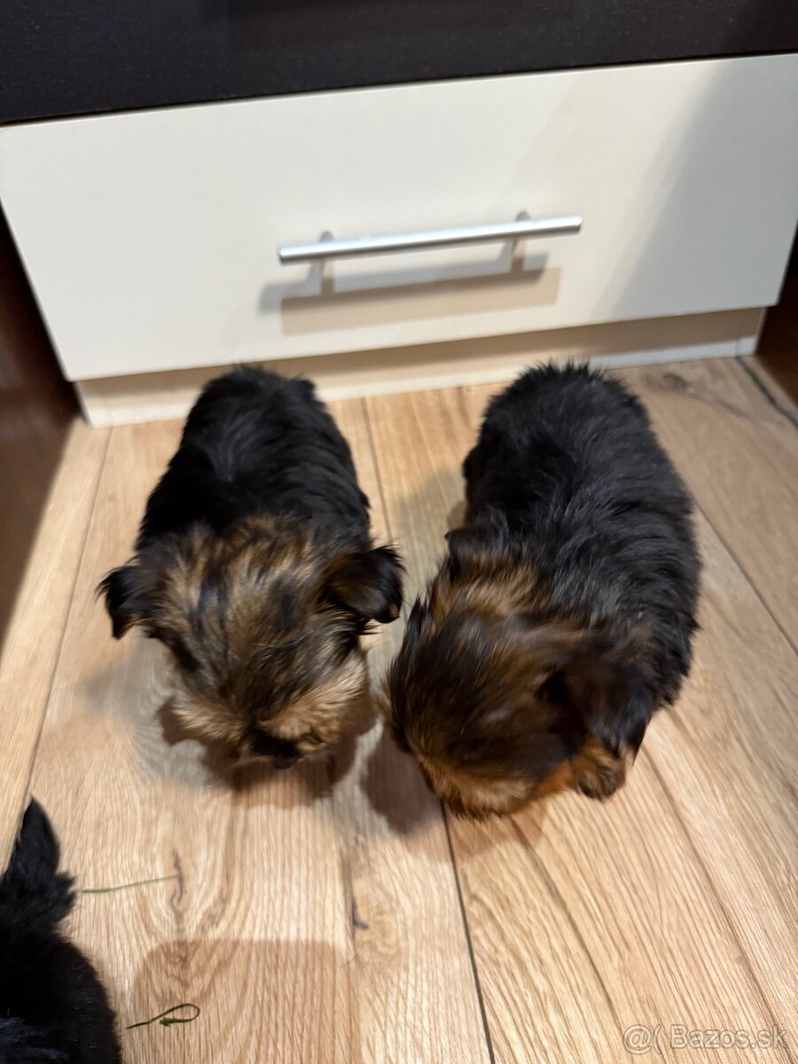 York, Yorkshire, Yorkshire terier, mini yorkshire - 5