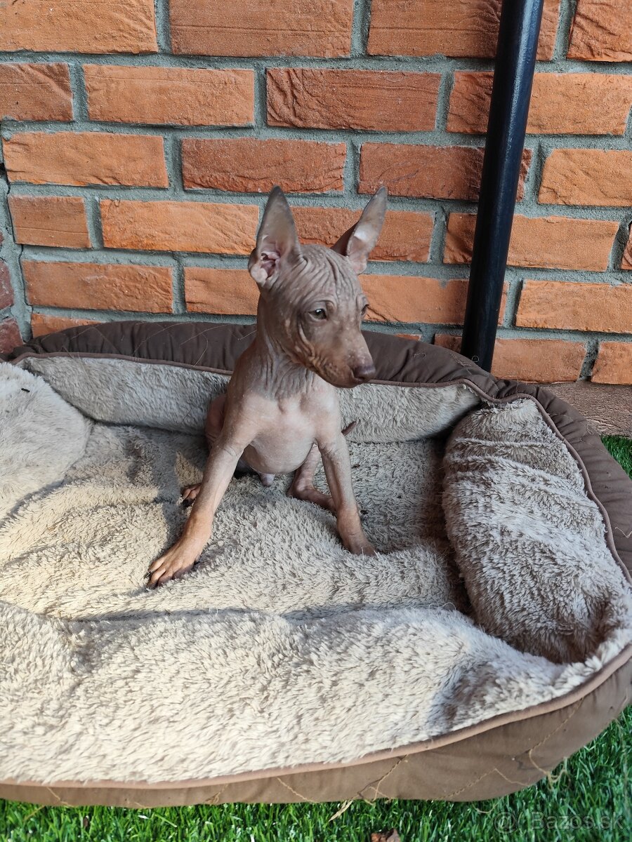 Americký bezsrstý teriér- šteniatka - 5