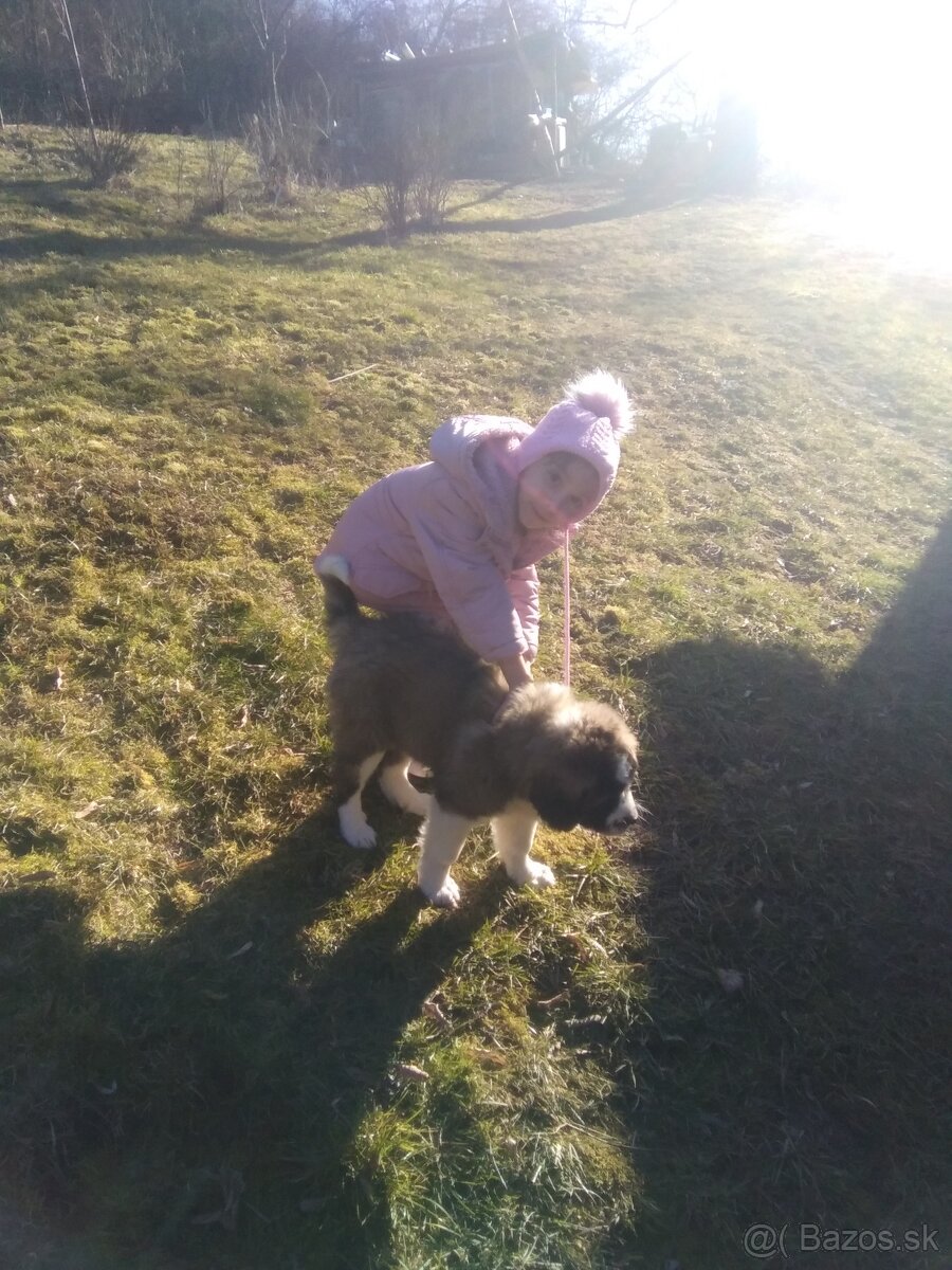 Kaukazský ovčiak - 5