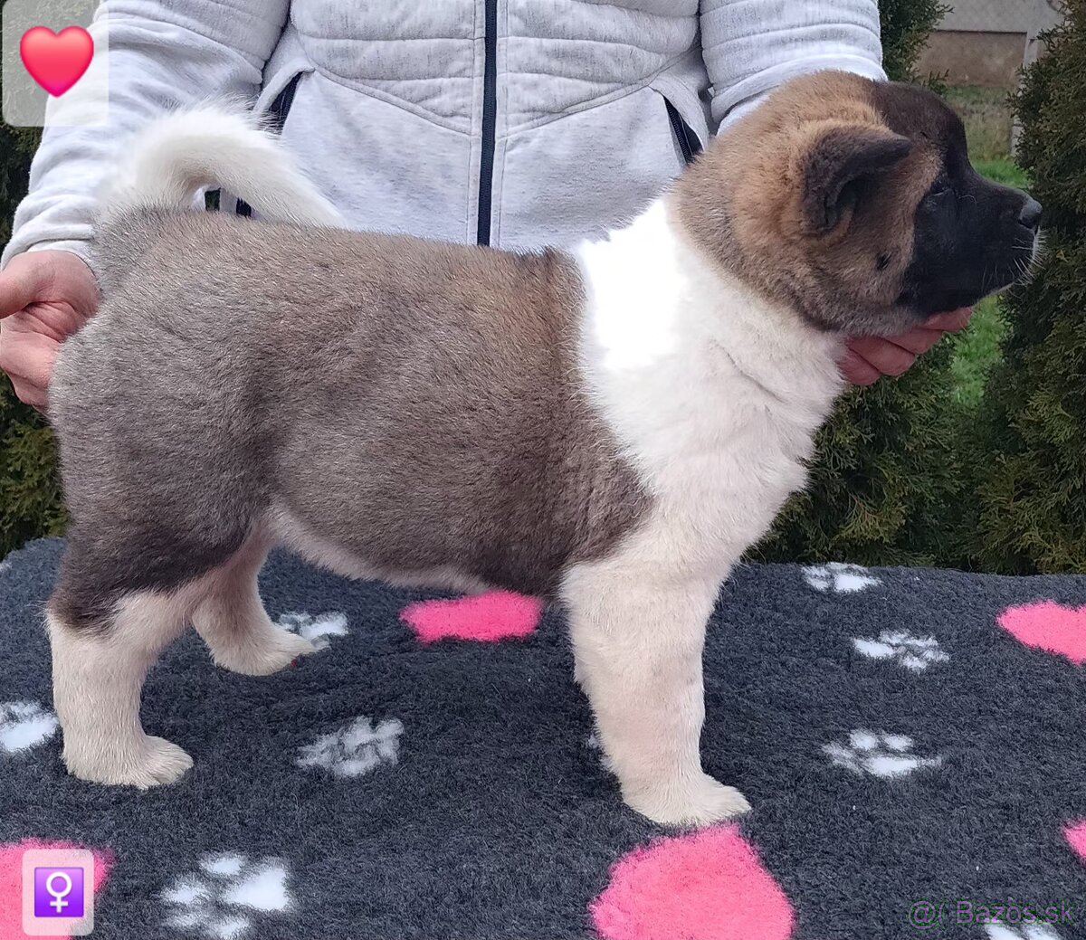 Americká akita (American akita) s PP - 5