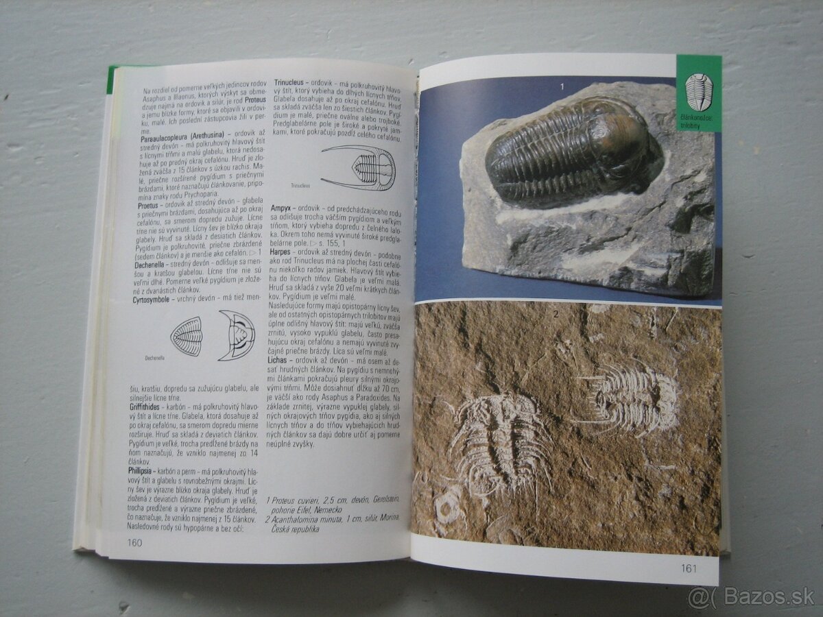 Skameneliny fosílie. - 5