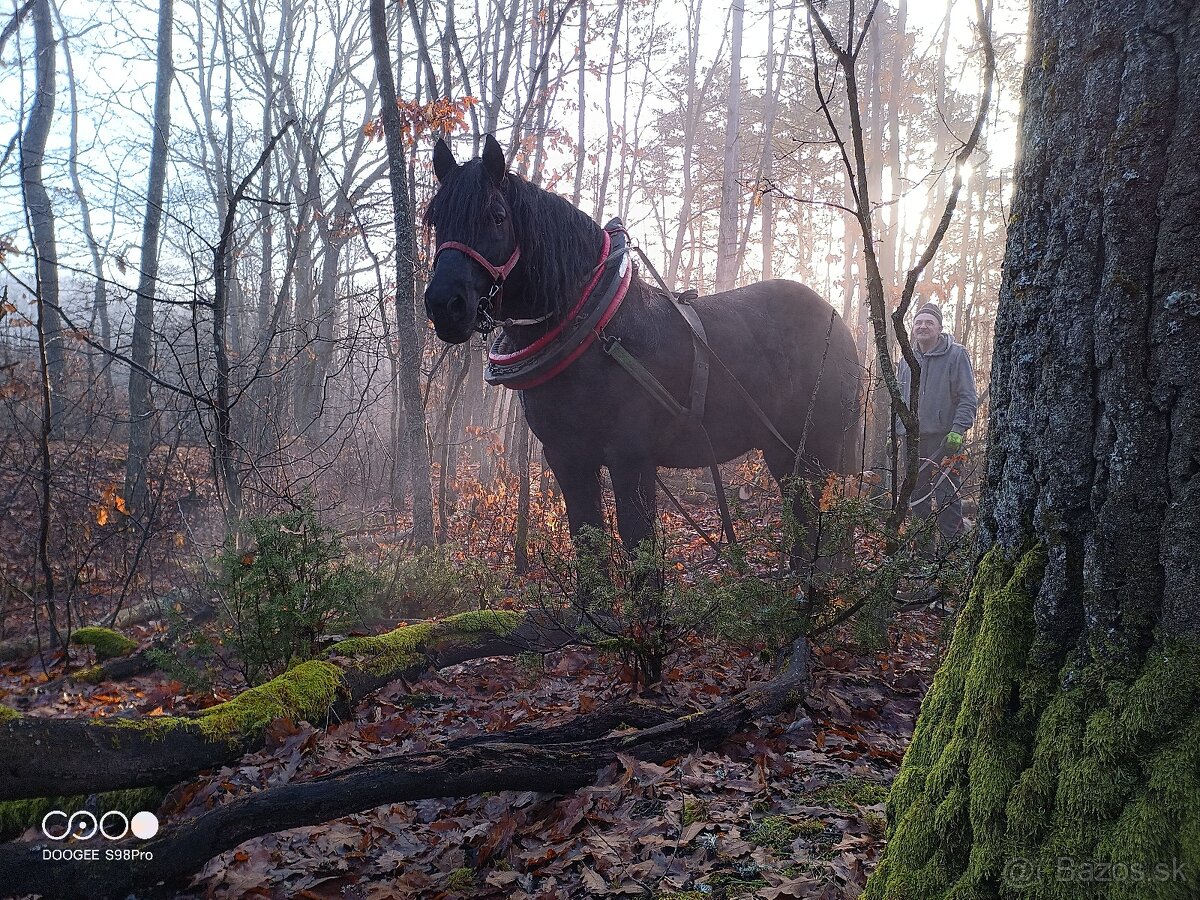 Ťažný žrebec - 5