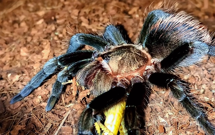 Tarantula,vtackár - 5