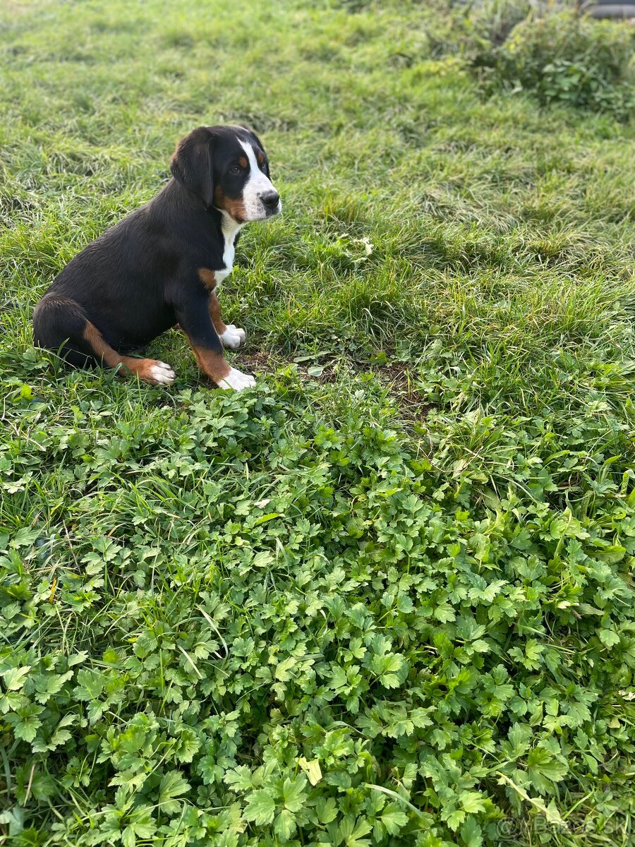 Veľký Švajčiarsky salašnícky pes - 5