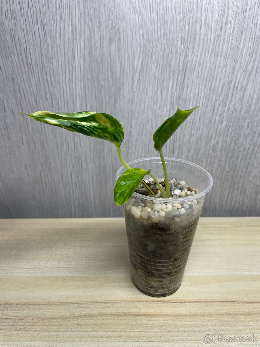 Epipremnum Shangri-La variegated (Godzilla) - 5