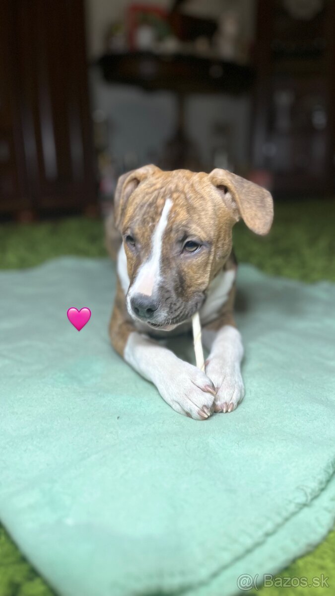 Americký Stafordšírsky Terier s PP - 5